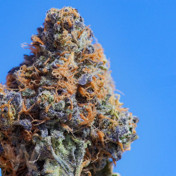 Cannabis 101